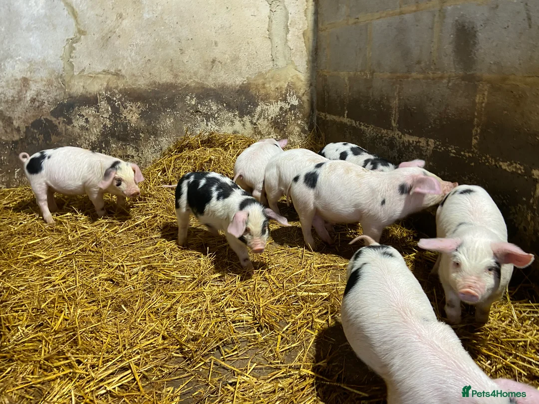 Pig livestock for sale: Gloucestershire Old Spot growing weaners  - Advert 3