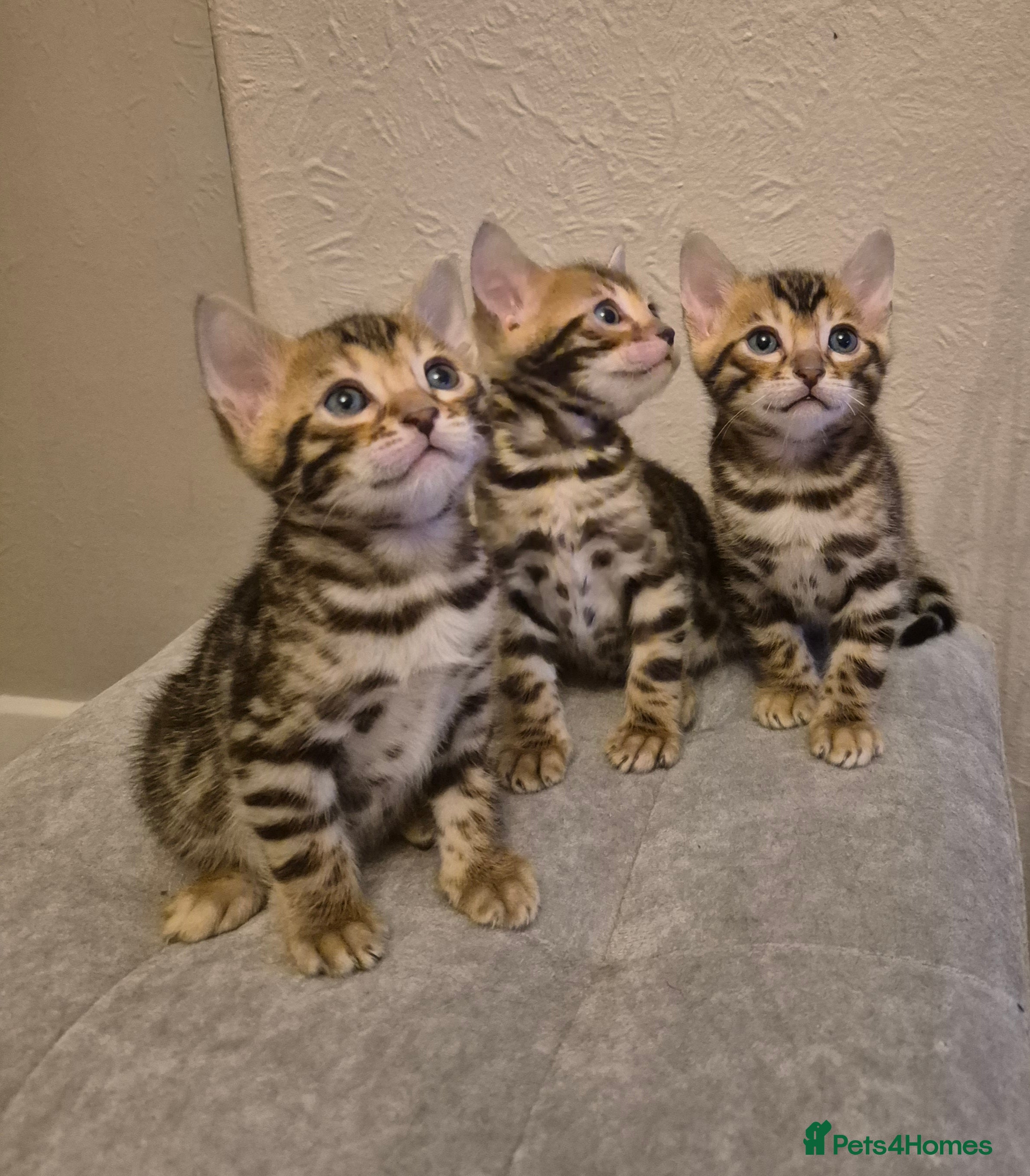 Bengal cats Bengal Kittens-Reservations Now Open  - Advert 4