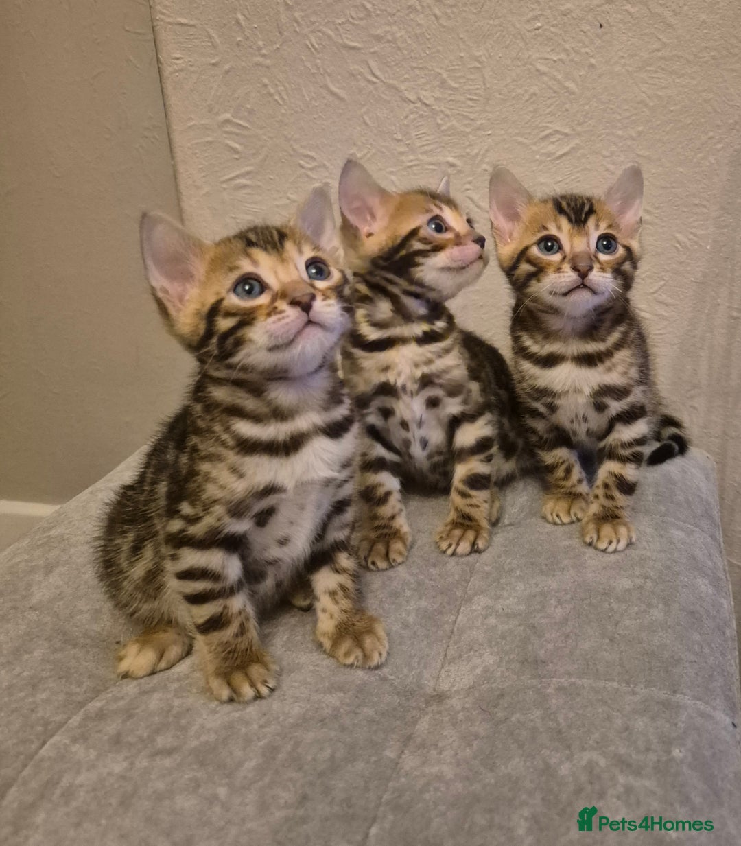 Bengal cats for sale: Bengal Kittens-Reservations Now Open  - Advert 1