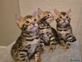 Bengal cats Bengal Kittens-Reservations Now Open - Advert 4
