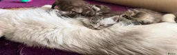 Maine Coon cats for sale: Gorgeous Maine Coon Kittens Ready Soon 🐾 - Advert 4