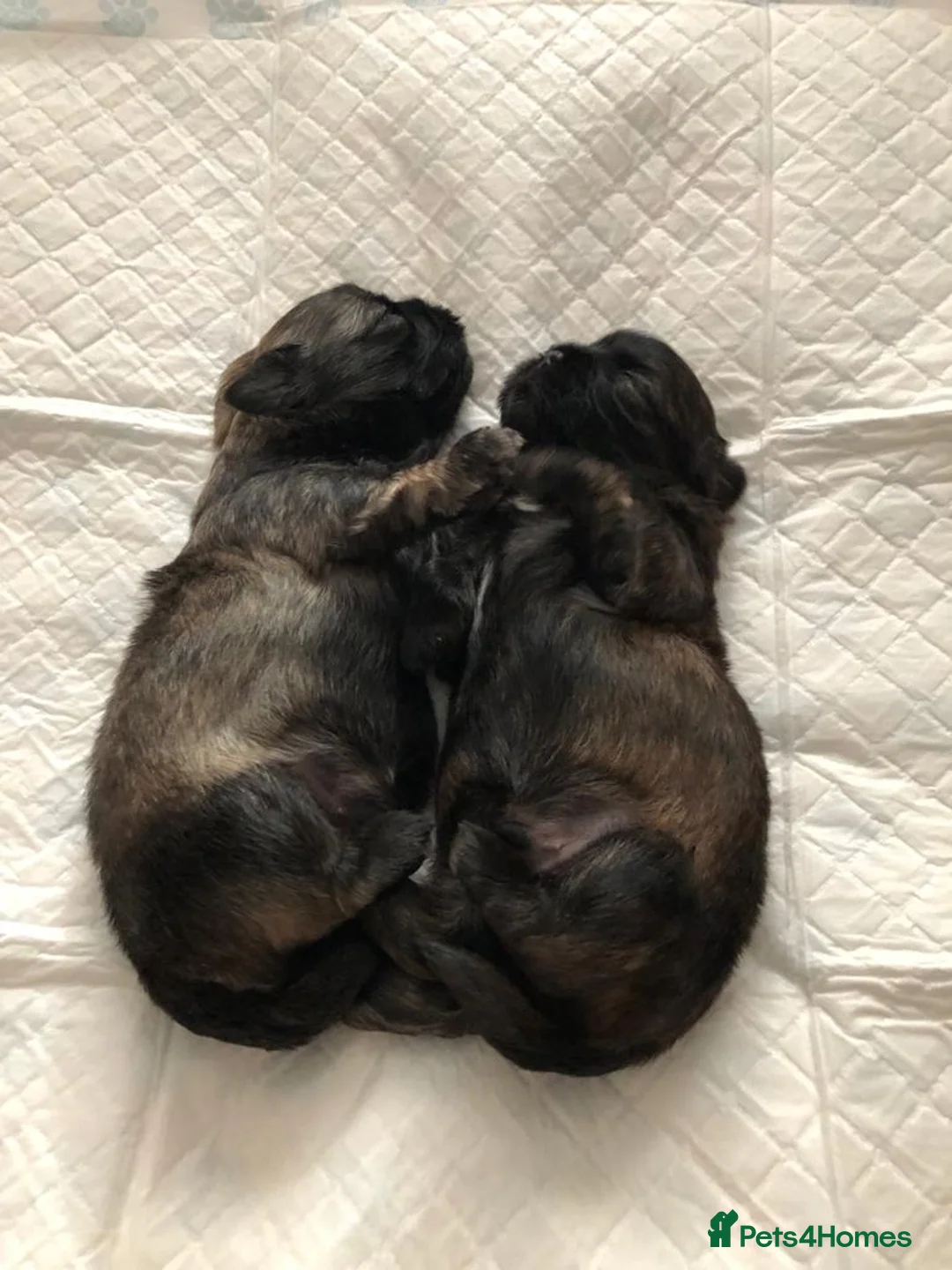 Shih Tzu dogs for stud: Kc Registered Shih Tzu for stud in Bournemouth - Advert 9