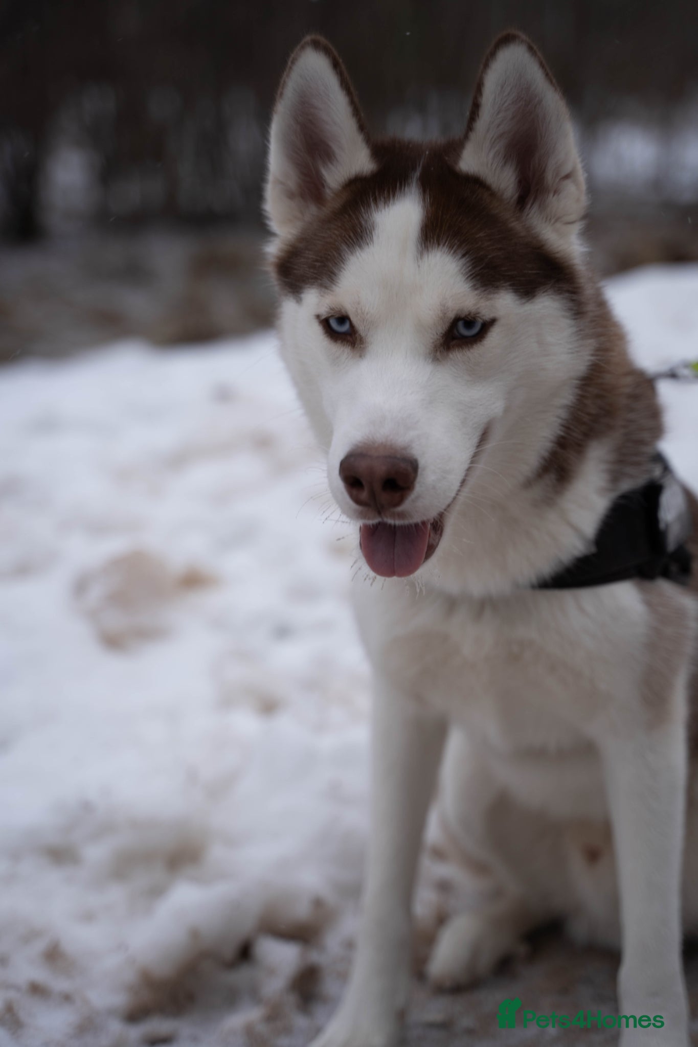Siberian Husky dogs Imported Blue Eyed, Red & White Husky Stud - Advert 2
