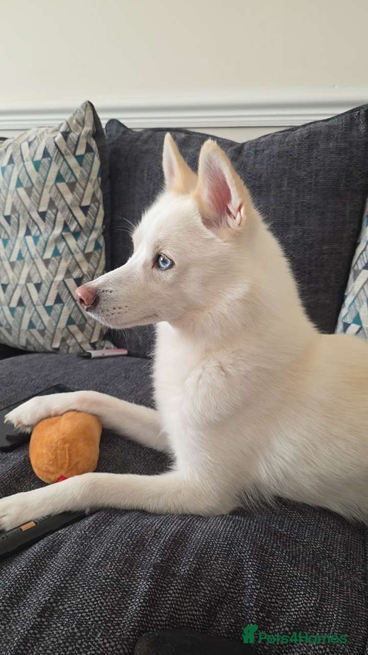 Pomsky dogs Pomsky for sale - Advert 2