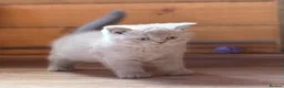 British Shorthair cats for sale: British Shorthair Boy - Advert 9
