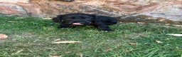 Cocker Spaniel dogs for sale: Working Cocker Spaniel Puppies  - Advert 12