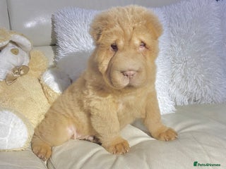 Shar Pei dogs - Advert 28