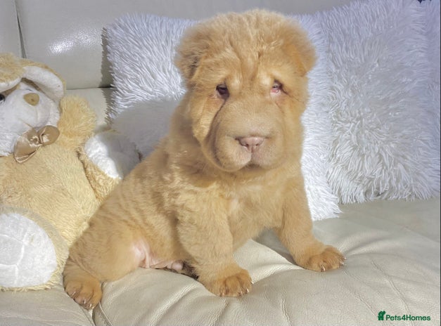 Shar Pei dogs - Advert 3