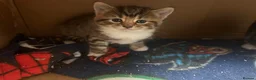 Mixed Breed cats for sale: Female striped colour tabby - Advert 2