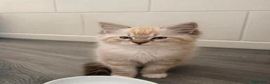 Ragdoll 1