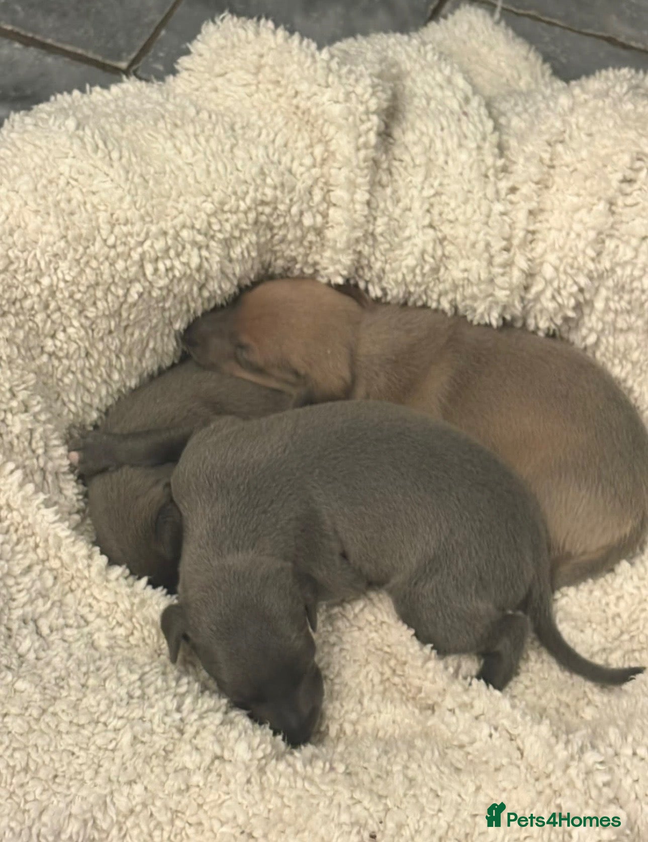 Italian Greyhound dogs for sale: KC reg boys  - Advert 1