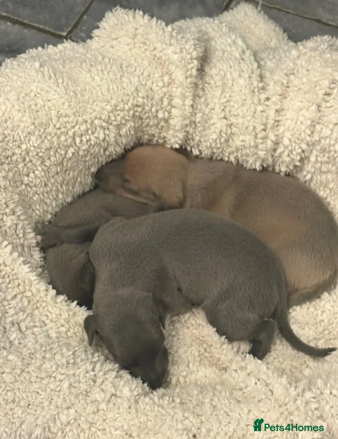 Italian Greyhound dogs for sale: KC reg boys  - Advert 1