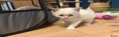 Ragdoll Kitten 1
