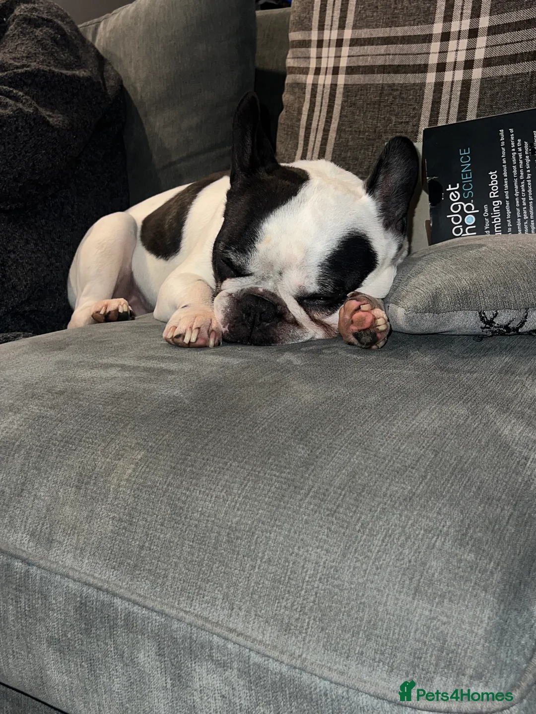 French Bulldog dogs for sale: urgent rehoming french bulldogs - Advert 5