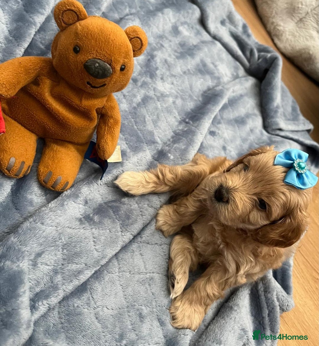 Cockapoo dogs for sale: Beautiful litter of cockapoos - Image 9