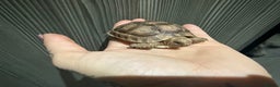 Tortoise reptiles for sale: Tortoise Girl  - Advert 2