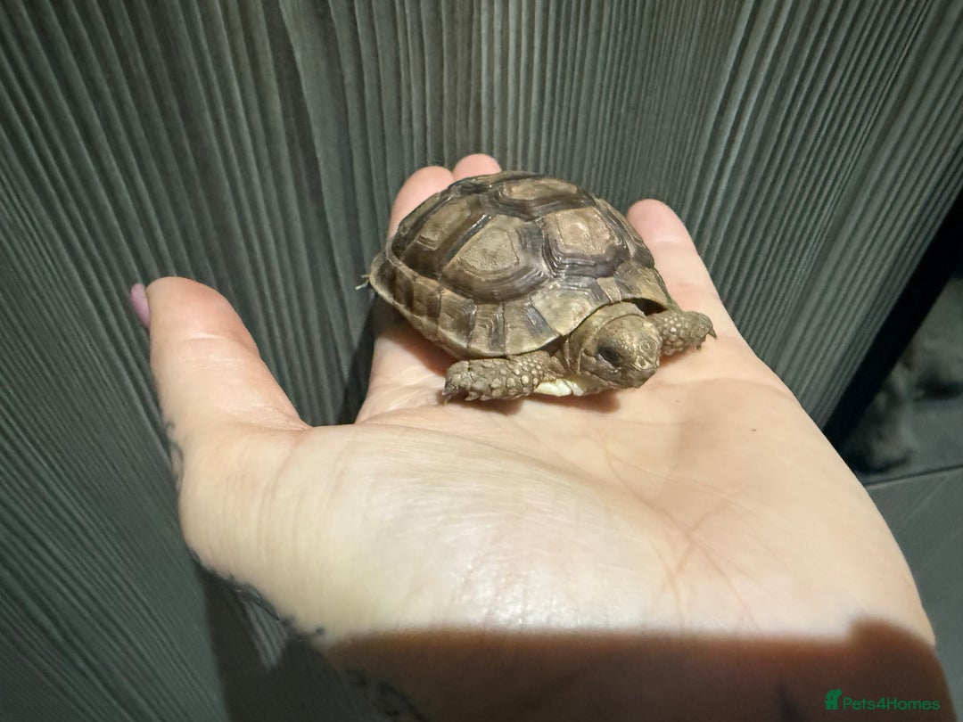 Tortoise reptiles for sale: Tortoise Girl  - Advert 2