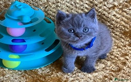 British Shorthair cats for sale: GCCF registered ChampionBloodline 5GENpedigree BSH - Image 14