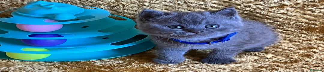 Kitten 4 - Blue boy.