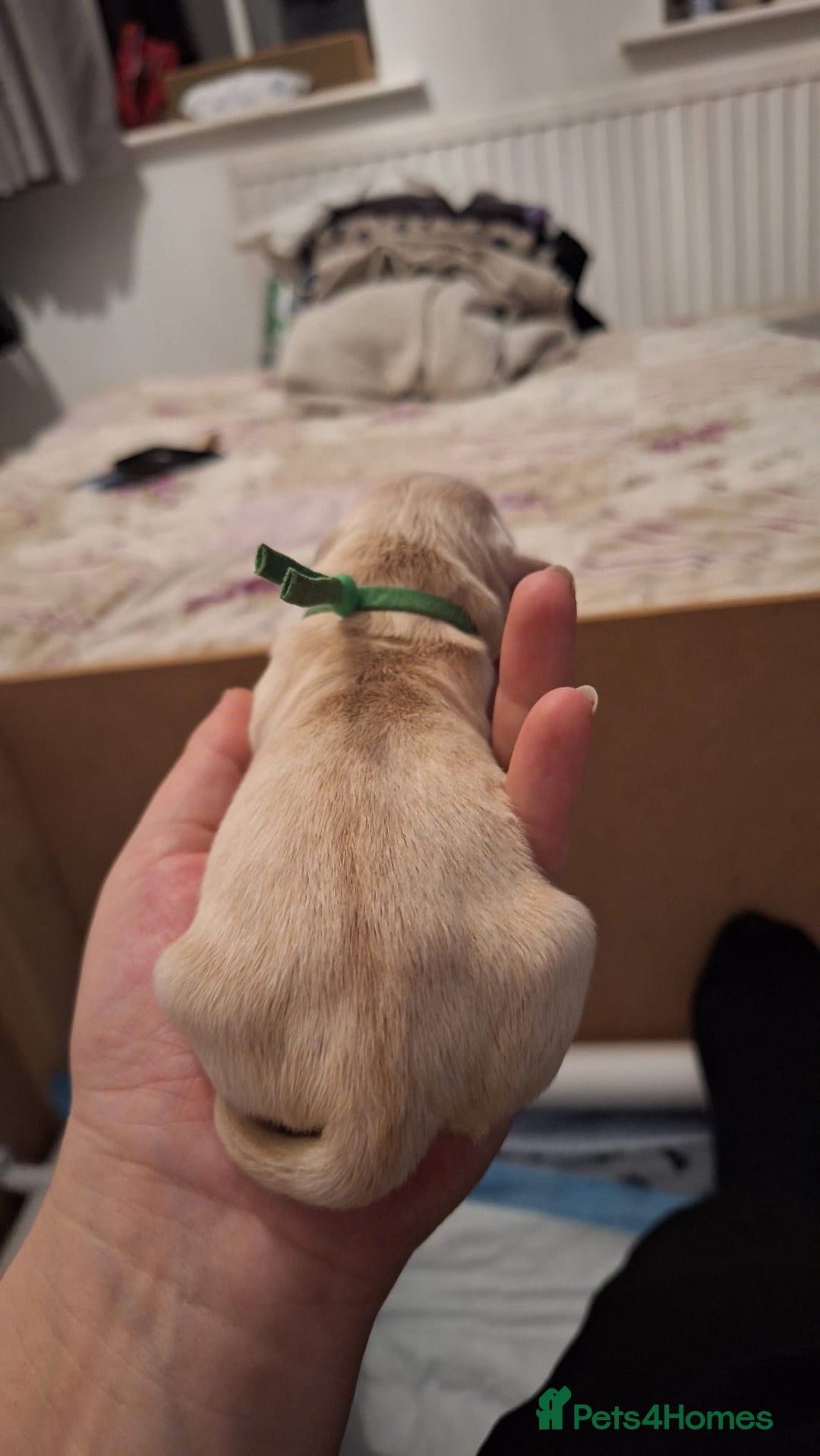 Golden Retriever dogs for sale: European bloodline GR puppies  - Advert 24