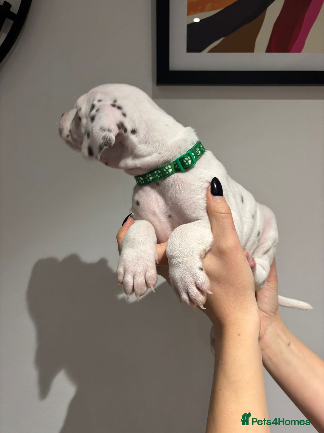 Dalmatian dogs for sale: Dalmatians for Sale (Last 2 Boys Left) - Advert 16