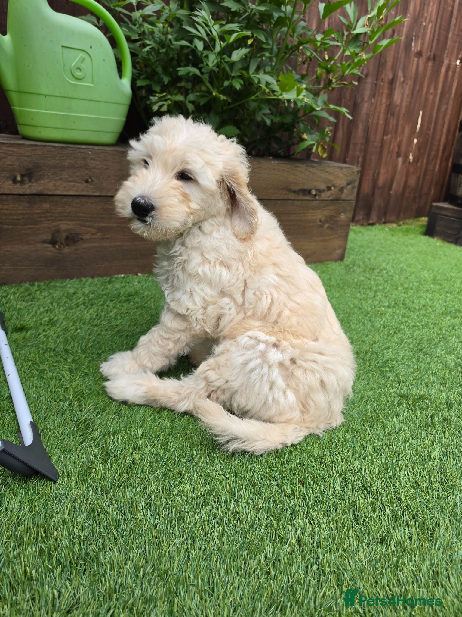 Goldendoodle dogs FB2 Goldendoodle, Both parents DNA clear 100% - Advert 1