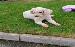 Labradoodle dogs for sale: Labradoodle  - Image 10