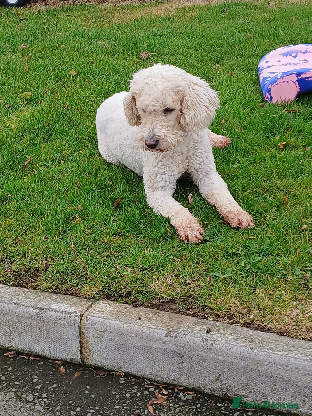 Labradoodle dogs for sale: Labradoodle  - Image 10