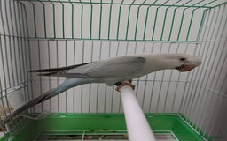 Parakeets birds for sale: Males and females DNA tested Quaker parrots babies - Image 12