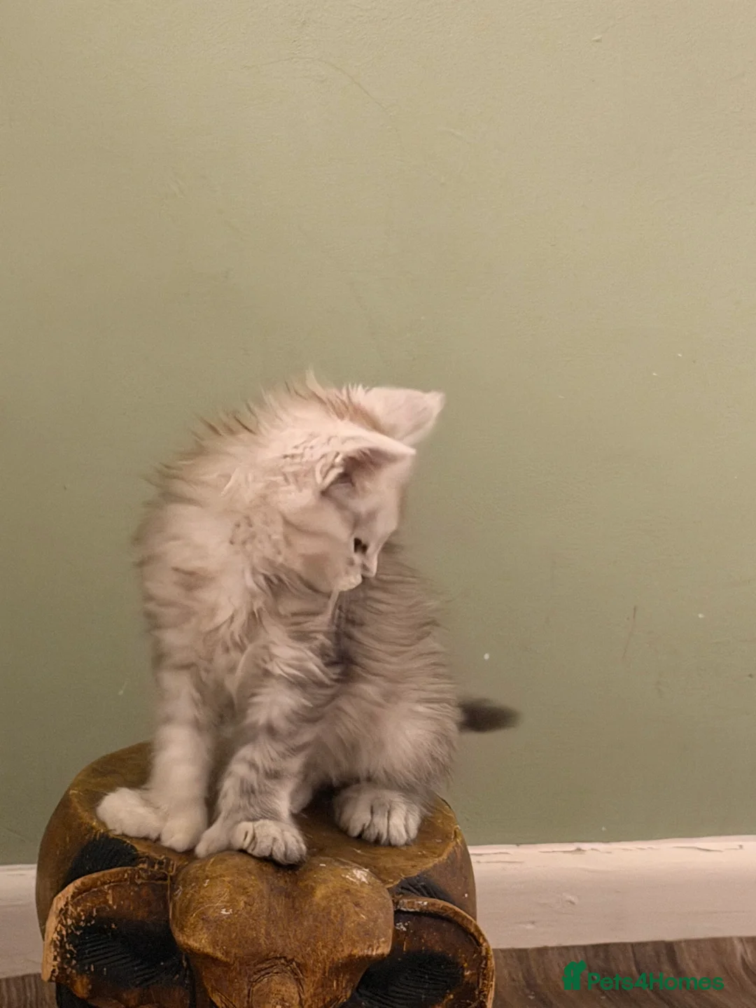 Maine Coon cats for sale: Registered Maine coon kittens  - Advert 7