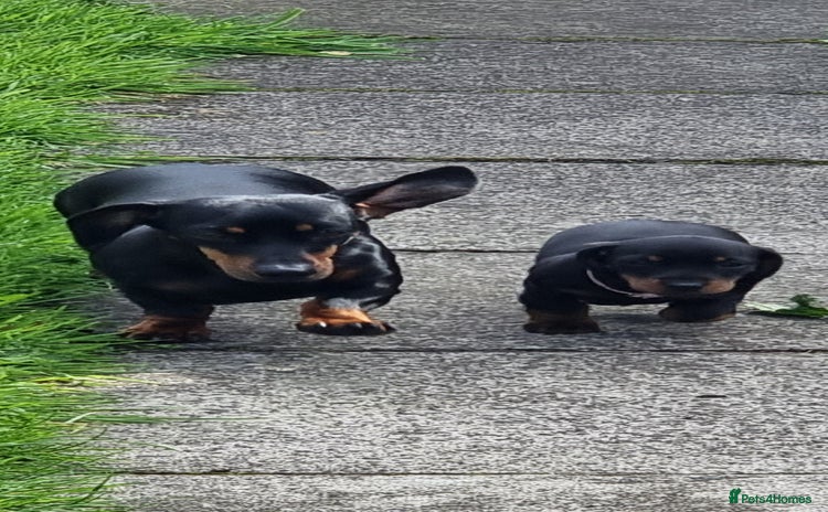 Miniature Dachshund dogs - Advert 8