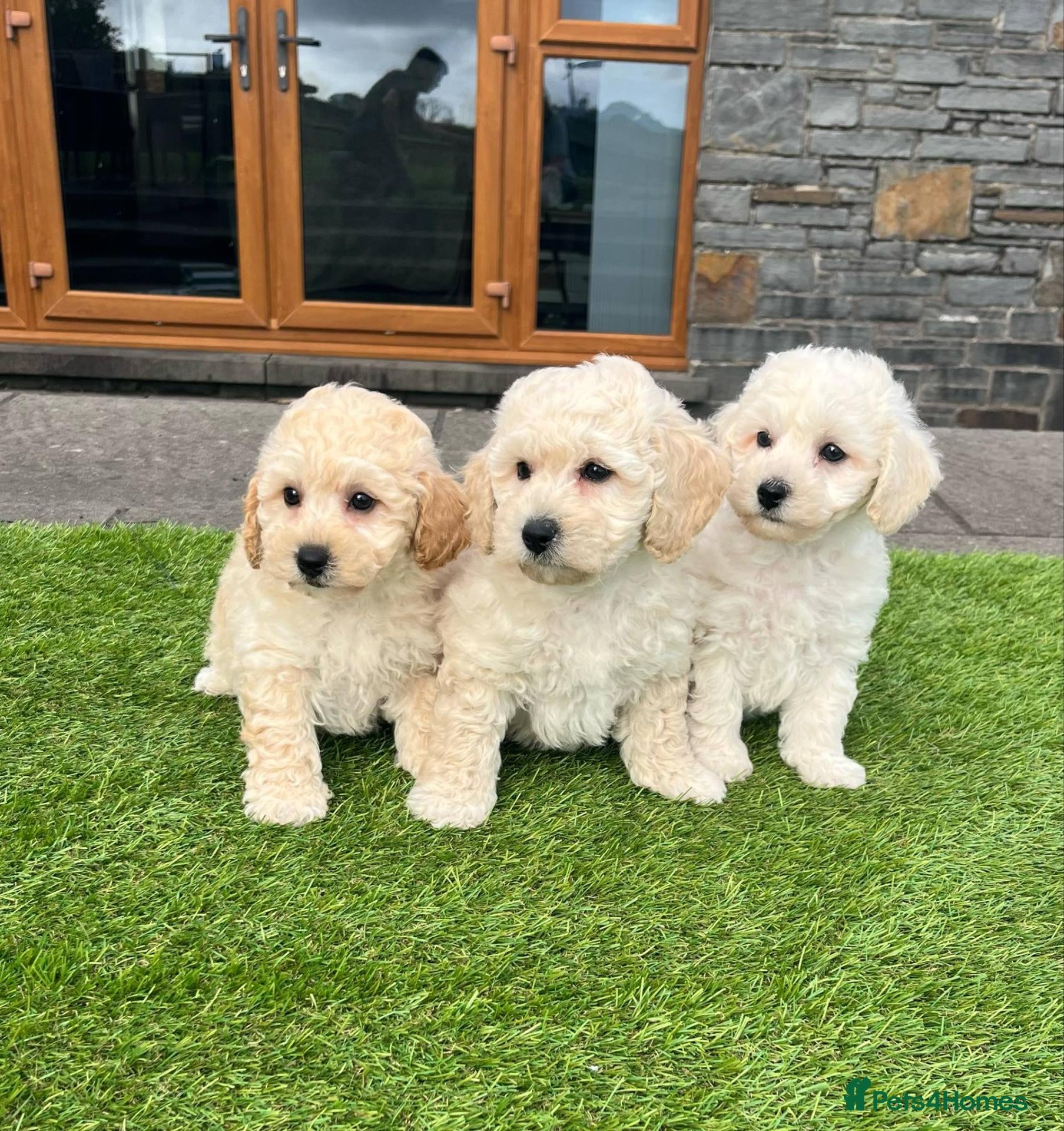 Poochon dogs Poochon Puppies - Advert 2