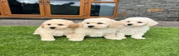 Poochon dogs for sale: Poochon Puppies - Advert 5