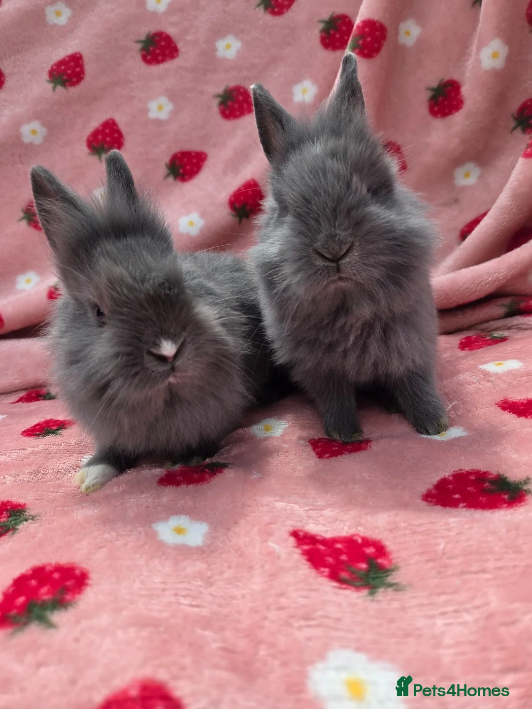 Mixed Breed rabbits for sale: Ready Now☆ plush mini lion lop bunnies  - Advert 1