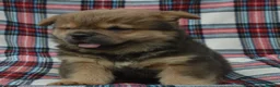 Chow Chow dogs for sale: beautiful smooth and rough coat chow babies - Advert 4