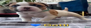 Gotti