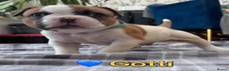 American Bulldog dogs for sale: Beautiful Johnson Type American Bulldog Puppies - Advert 11