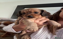 Cocker Spaniel dogs for sale: Last Cocker spaniel pup  - Image 11