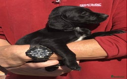 Cockerdor dogs for sale: AMAZING COCKERDOR/COCKADOR PUPPIES - Image 37