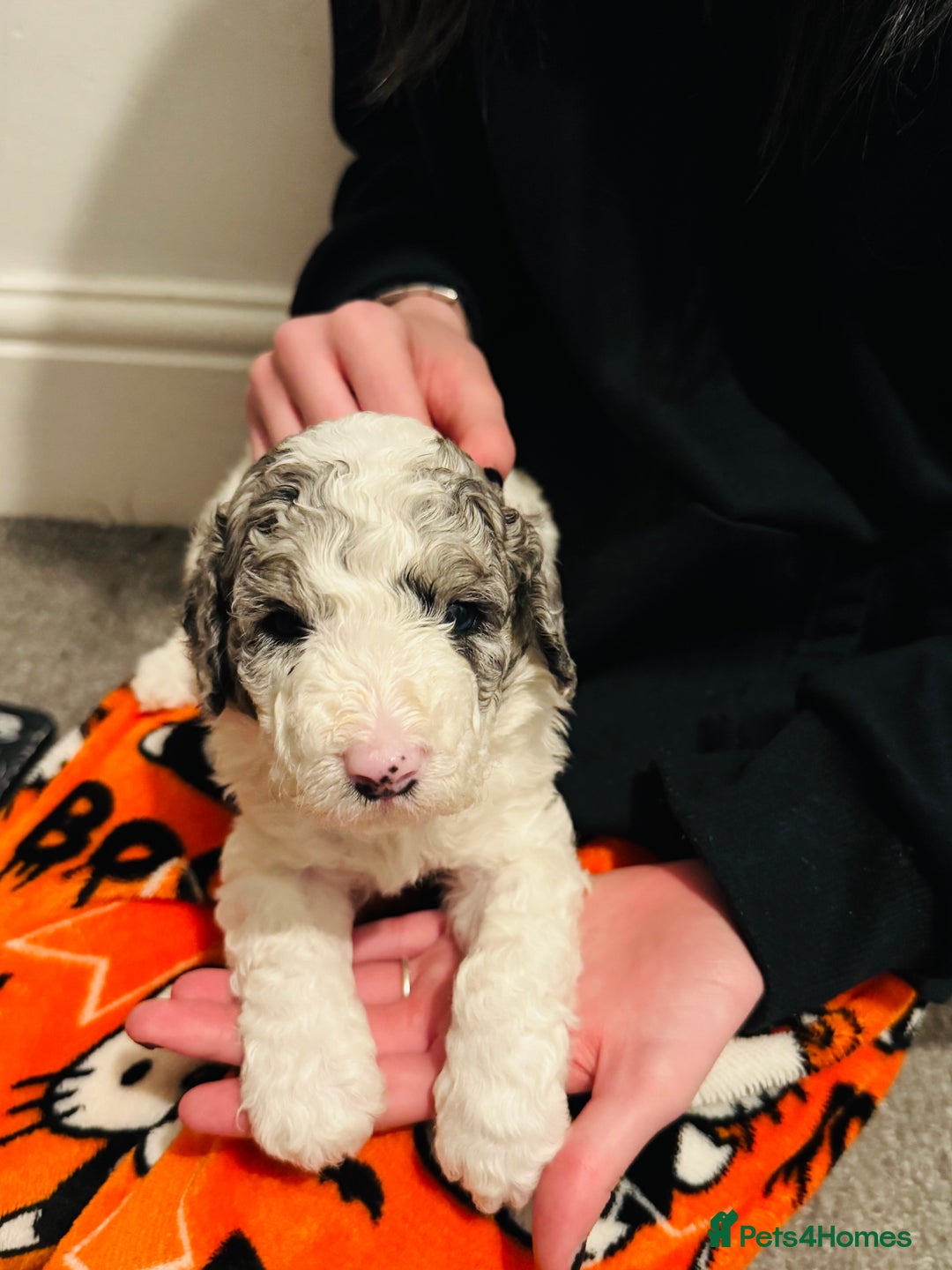 Labradoodle dogs for sale: Beautiful unique mini labradoodles with rare coats - Image 1