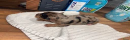 Yorkshire Terrier dogs for sale: Beautiful Merle Yorkshire terrier puppies  - Advert 3