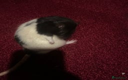 Rat rodents for sale: Rats brothers - Image 4