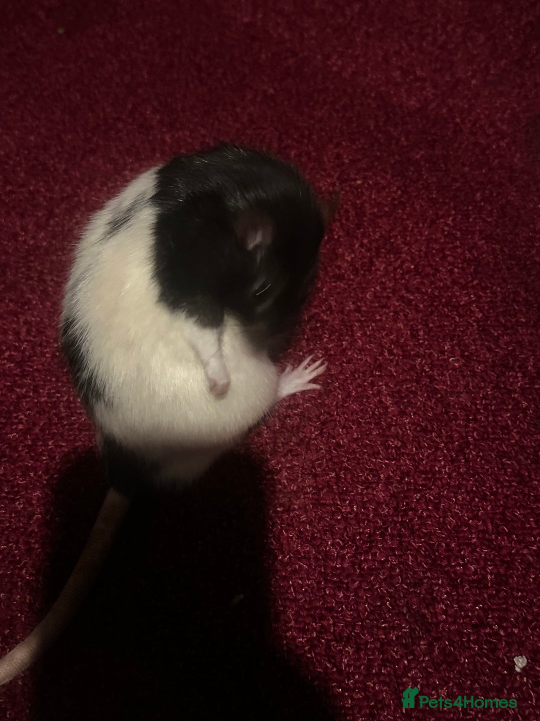 Rat rodents for sale: Rats brothers - Image 4