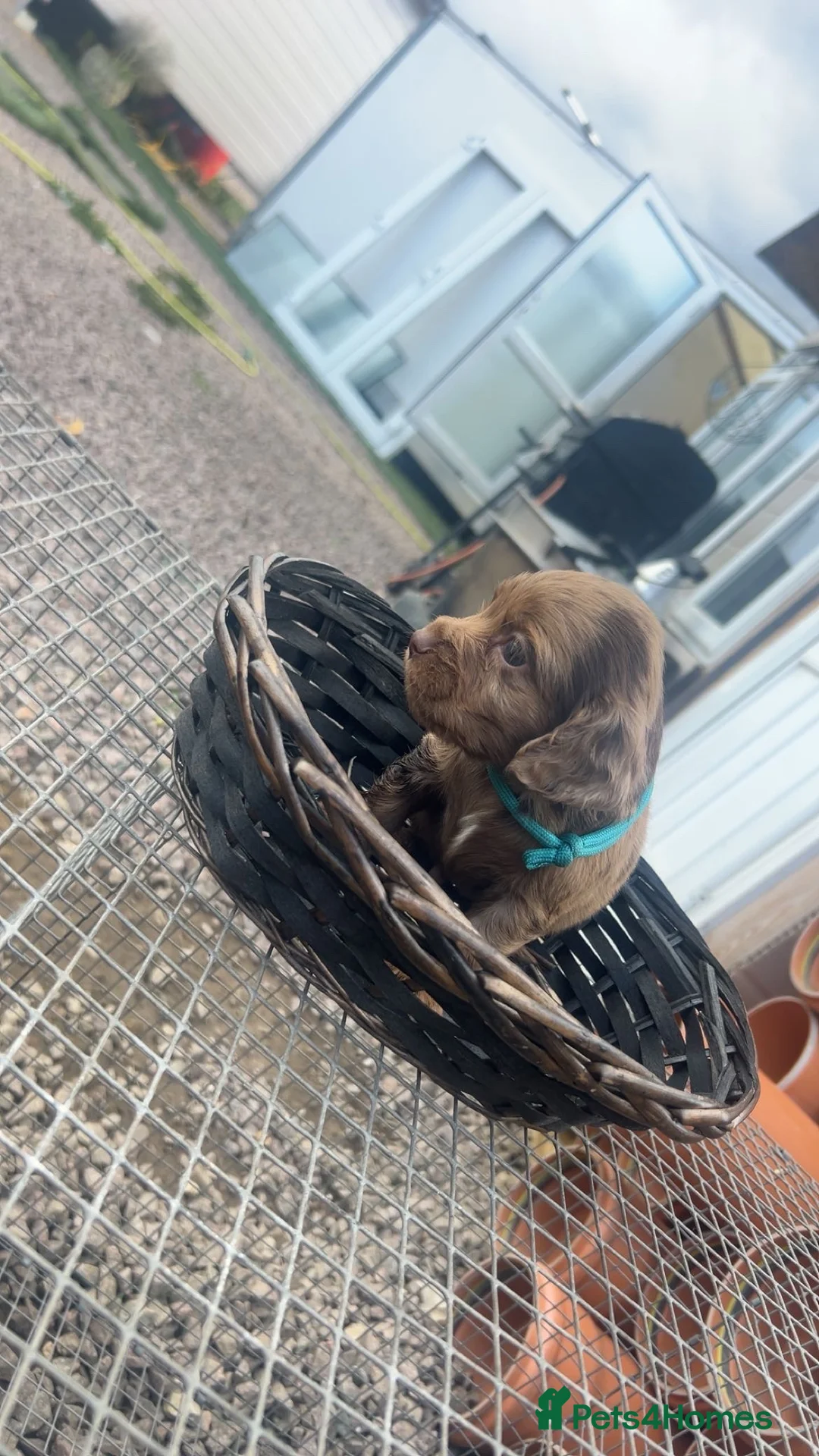 Cocker Spaniel dogs for sale: Merle cocka spaniels  - Advert 2