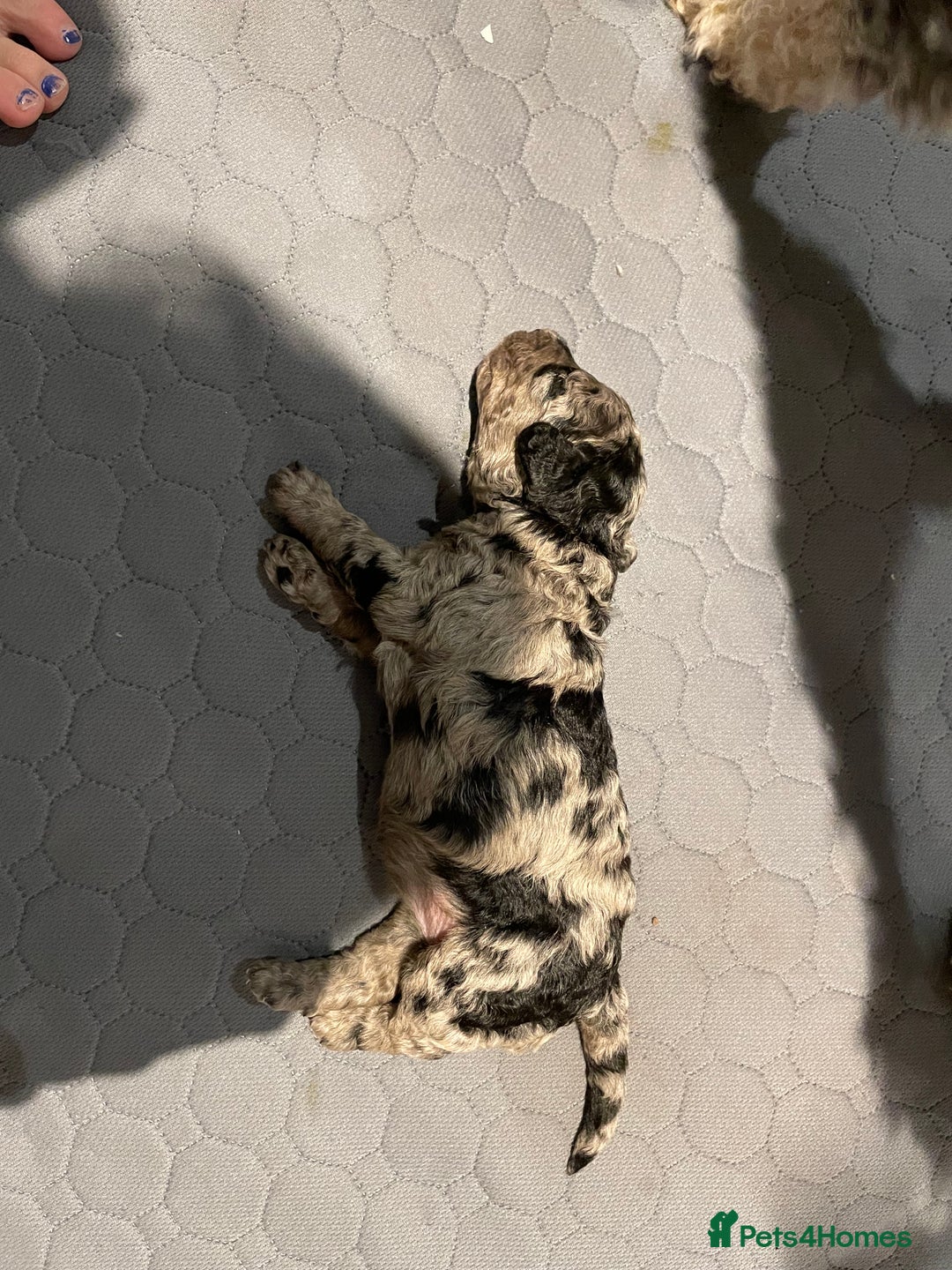 Cockapoo dogs for sale: 3 beautiful cockapoo puppies for sale  - Advert 17