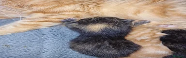 Mixed Breed 1