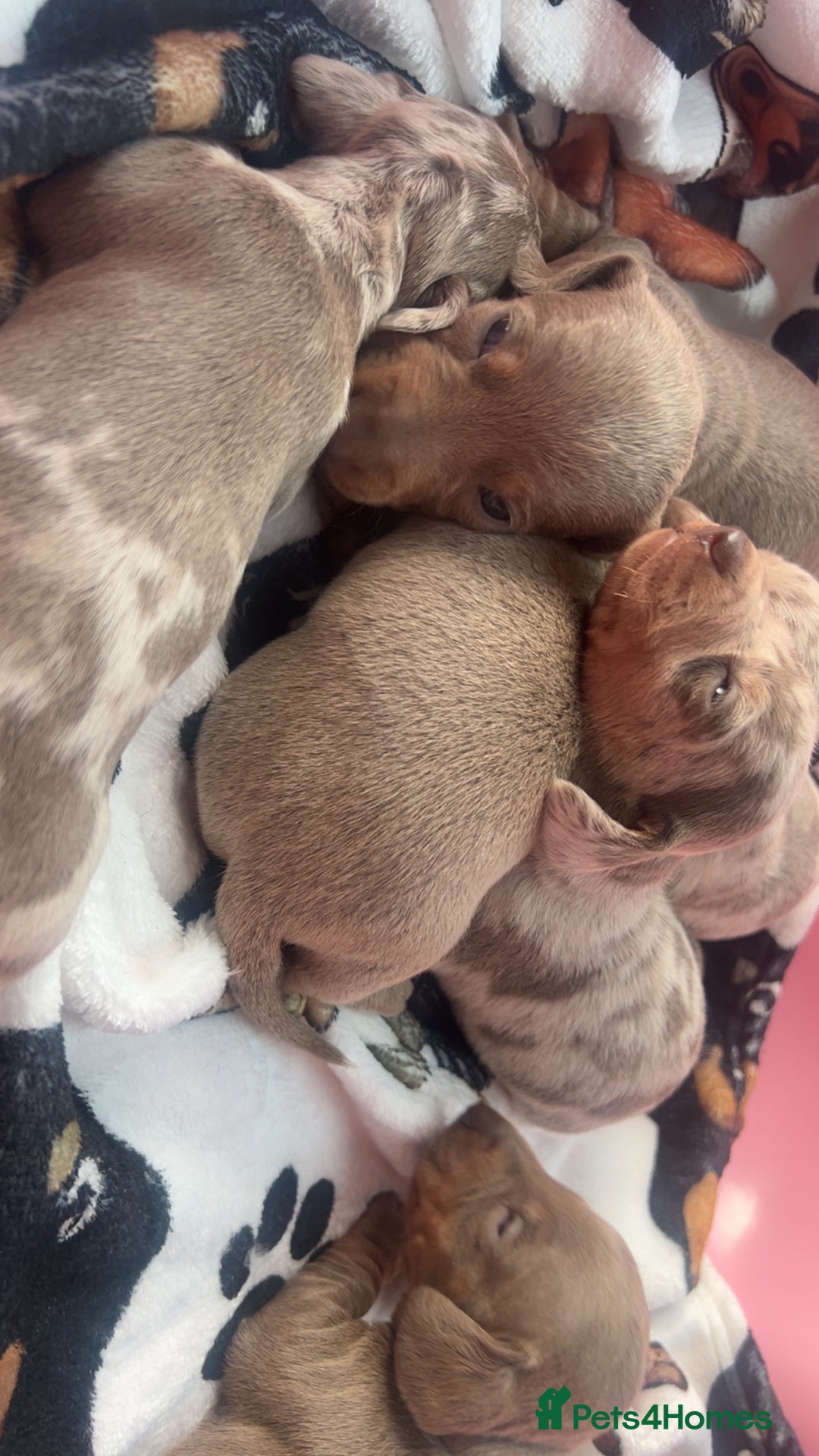 Miniature Dachshund dogs for sale: Miniature dachshunds  - Image 27
