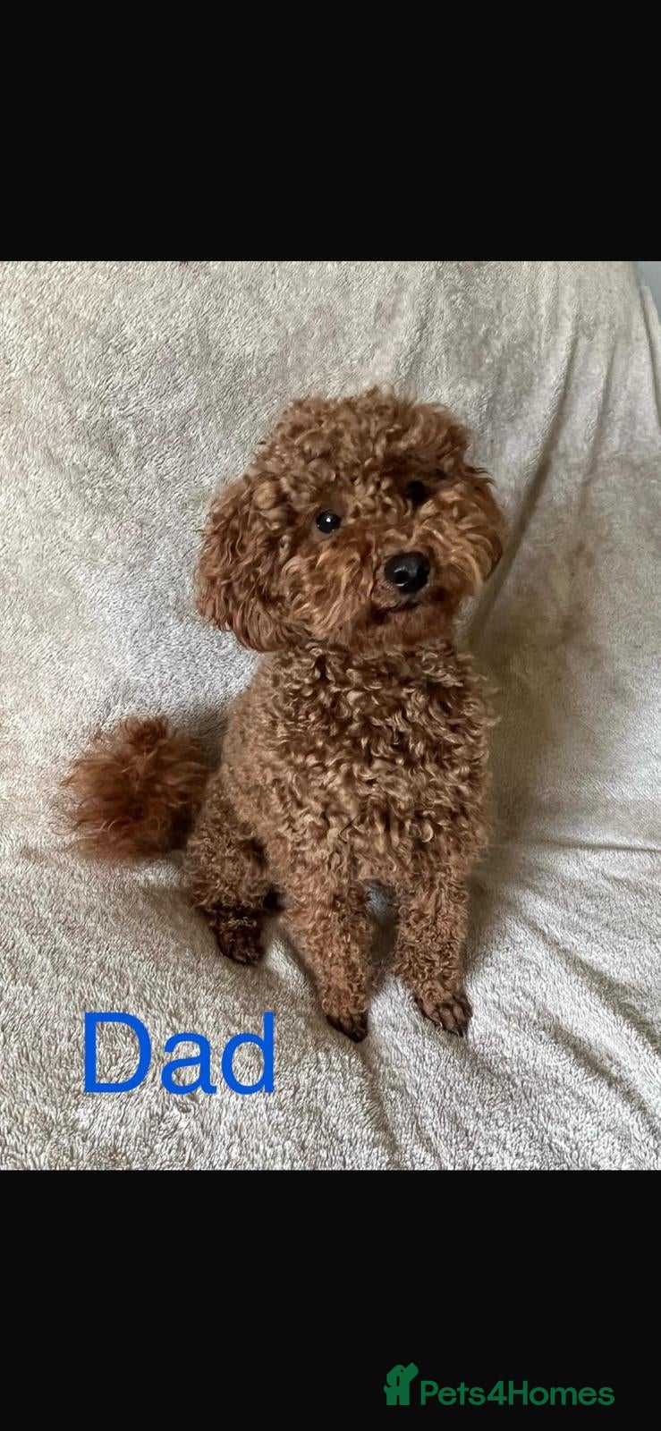 Cockapoo dogs F1B Miniature Poodle x Cockapoo  - Advert 2