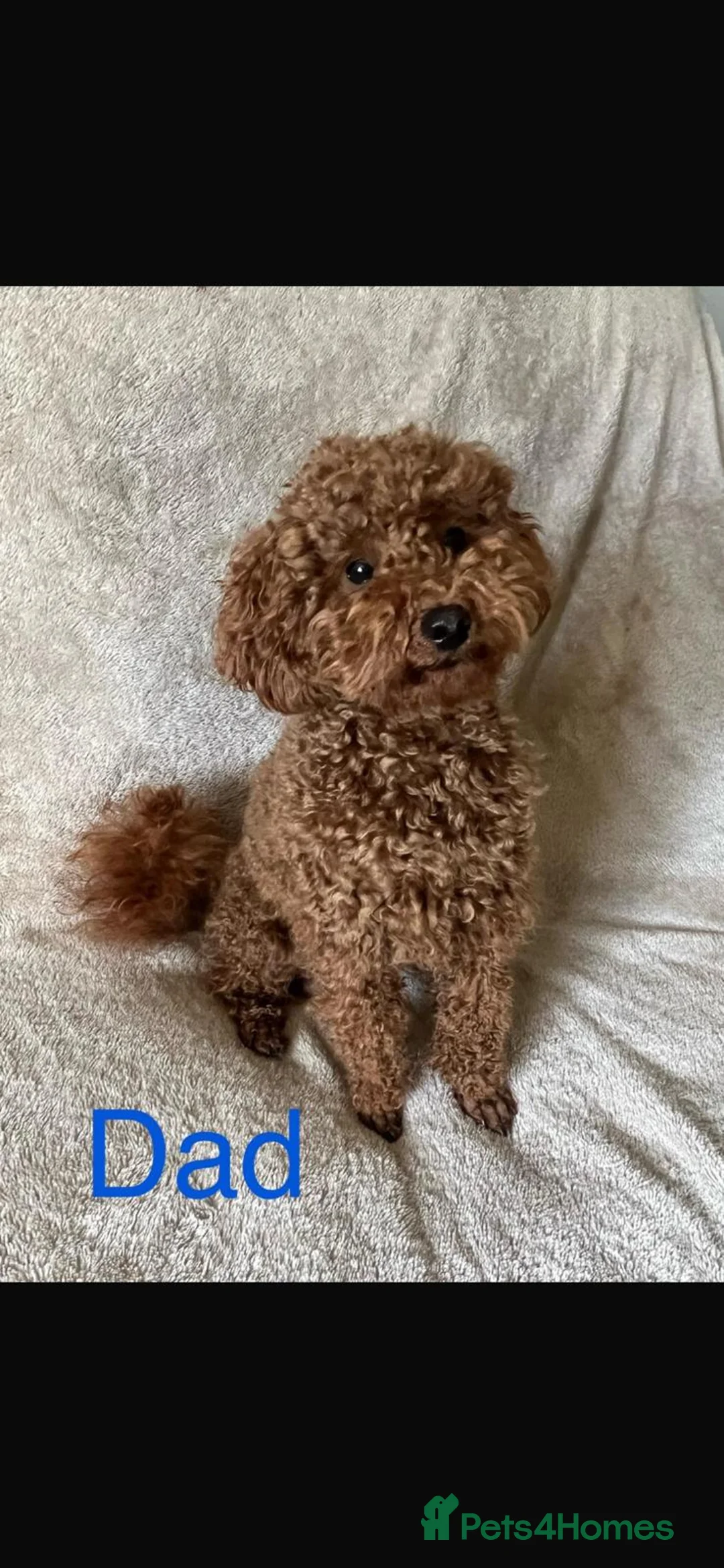 Cockapoo dogs for sale: F1B Miniature Poodle x Cockapoo  - Advert 2