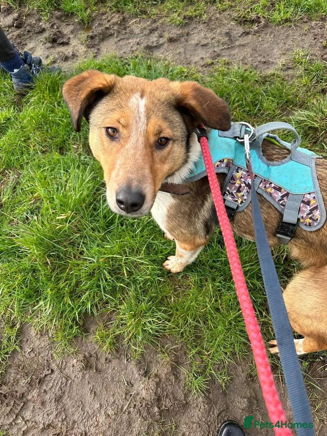 Mixed Breed dogs for adoption: Meet Jiji, currently residing in Cheshire  in Nantwich - Advert 4